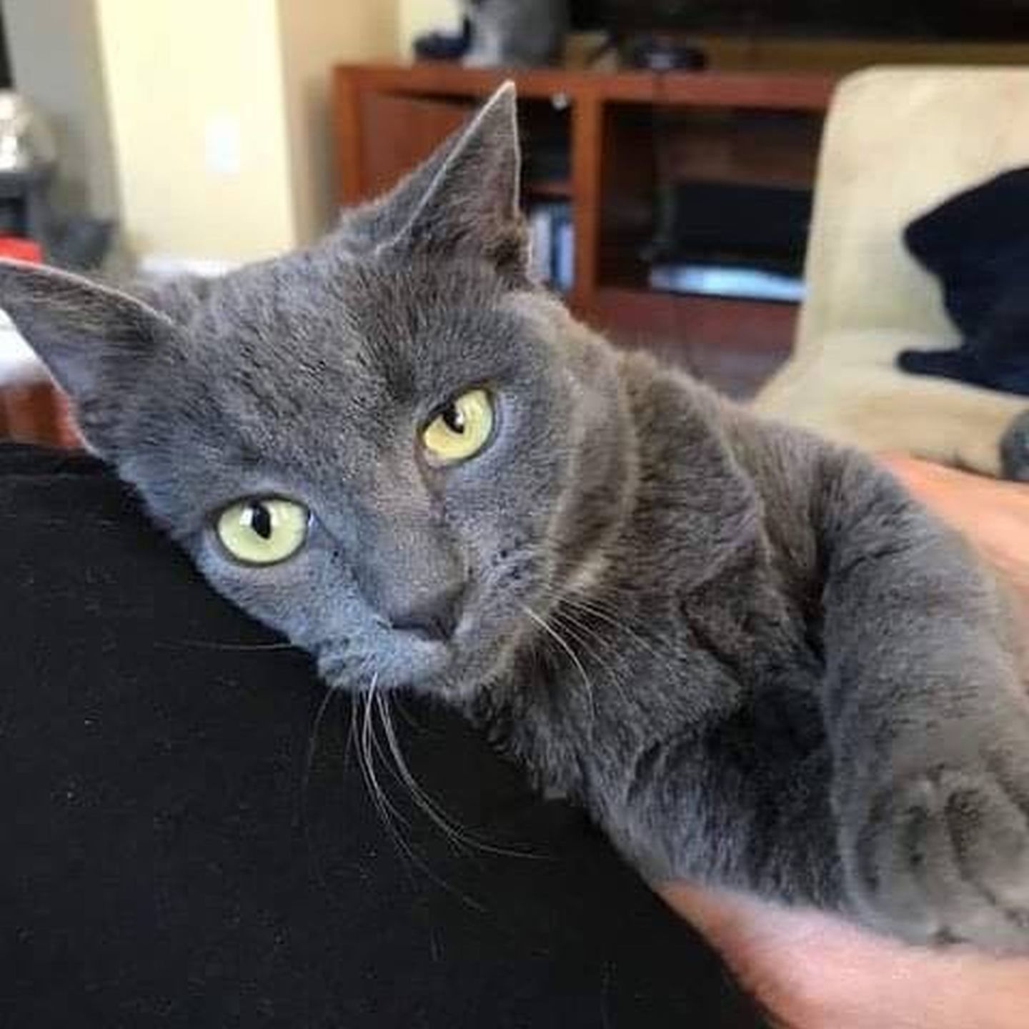 Pet of the Week